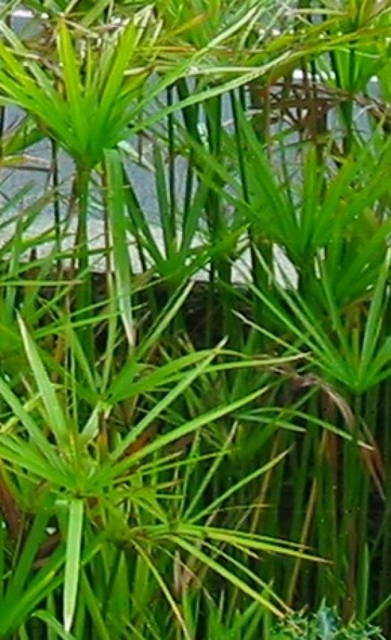 cyperus_alternifolius-japon_semsiyesi