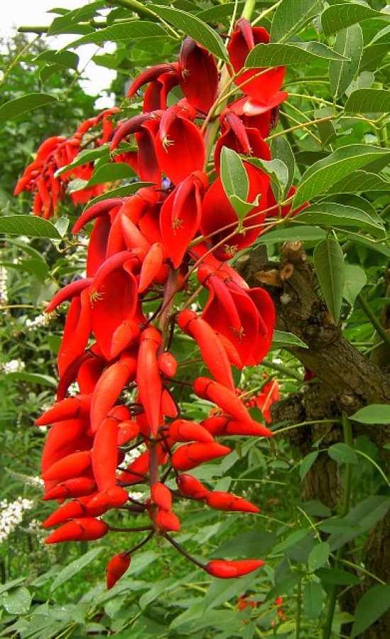 erythrina_crista_galli_l